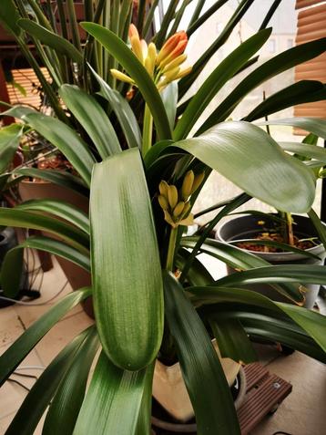 Kamerplanten te koop beschikbaar voor biedingen