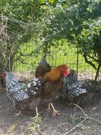 Wyandotte groothoenders, Dieren en Toebehoren, Pluimvee, Kip