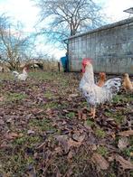 Cream legbar hanen, Dieren en Toebehoren, Mannelijk, Kip