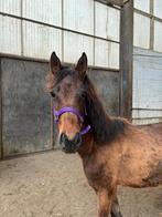 Hengst 18 maanden, Dieren en Toebehoren, Hengst