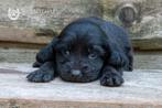 zwarte Engelse cocker, beide ouders zijn aanwezig, Dieren en Toebehoren, België, Reu, CDV (hondenziekte), 8 tot 15 weken
