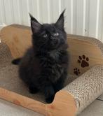 Maine Coon kittens, Poes, Gechipt, 0 tot 2 jaar
