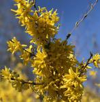 Forsythia, Ophalen, Overige soorten, Struik, 100 tot 250 cm