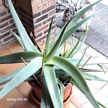 aloe vera, Enlèvement