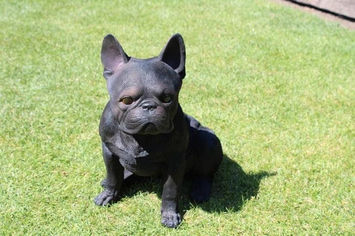 un chien boule dog français assis taille naturel ., Jardin & Terrasse, Statues de jardin, Neuf, Animal, Synthétique, Enlèvement ou Envoi