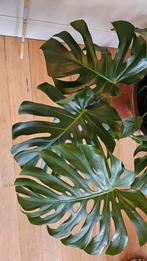Monstera deliciosa, Huis en Inrichting, Ophalen