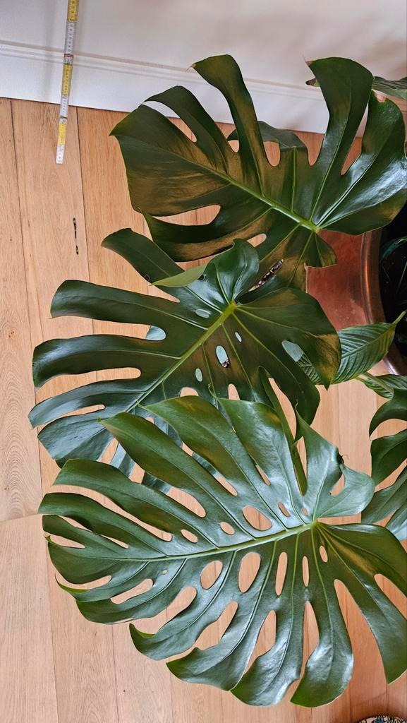 Monstera deliciosa, Huis en Inrichting, Kamerplanten, Ophalen