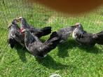 Bassette zilverkwartel, Dieren en Toebehoren, Pluimvee, Meerdere dieren, Kip