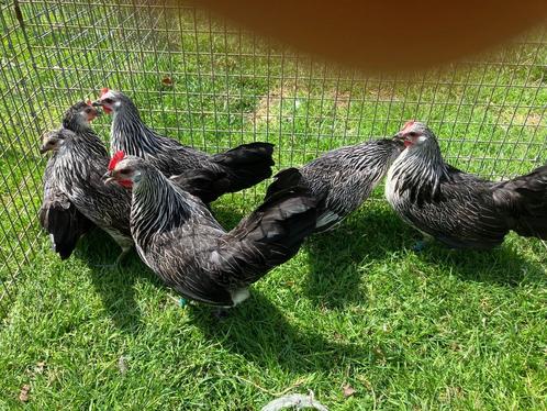 Bassette zilverkwartel, Dieren en Toebehoren, Pluimvee, Kip, Meerdere dieren