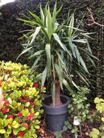 Grote yucca/ palmlelie, Tuin en Terras, Planten | Tuinplanten, Ophalen