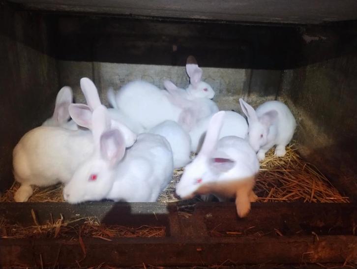 Wit van dendermonde konijnen, Animaux & Accessoires, Lapins