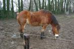 paarden, Dieren en Toebehoren, Paarden, Merrie, Tuigpaard, 165 tot 170 cm, Gechipt