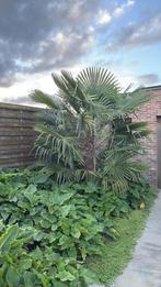 Palmbomen, Tuin en Terras, Bloembollen en Zaden, Ophalen
