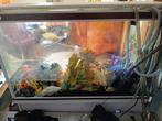 Noodopvang siervissen aquarium, Dieren en Toebehoren, Vis, Zoetwatervis
