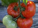 5 graines de tomate Saint-Pierre - vieille tomate ancienne, Jardin & Terrasse, Graine, Printemps, Envoi