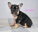 Bouledogue français Isabella tan, Chien (mâle), Belgique, 8 à 15 semaines, Bouledogue