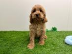 Chiots Cockapoo, Parvovirose, Taille moyenne, Plusieurs, Belgique