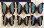 MORPHO VLINDERS, 12 € / exemplaar, Verzamelen, Dierenverzamelingen, Ophalen of Verzenden, Zo goed als nieuw