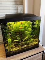 aquarium, Enlèvement, Comme neuf, Aquarium d'eau douce rempli