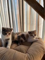 Brits korthaar kittens, Dieren en Toebehoren, Katten en Kittens | Raskatten | Korthaar, Poes, Gechipt, 0 tot 2 jaar