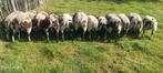 6 Bagger bonte ram lammeren te koop, Dieren en Toebehoren, Mannelijk, Schaap, 0 tot 2 jaar