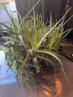 Grote aloë vera, Enlèvement, Comme neuf