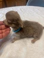 Chihuahua-pups mooi mini raszuiver zeer mooi kleintjes, België, Fokker | Hobbymatig, 8 tot 15 weken, CDV (hondenziekte)