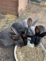 Nestje vlaamse reuzen, Meerdere dieren, Groot, 0 tot 2 jaar