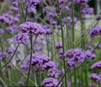 Goedgewortelde ijzerhard plantjes, Tuin en Terras, Bloembollen en Zaden, Ophalen