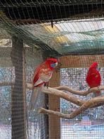 Pennant, Dieren en Toebehoren, Vogels | Parkieten en Papegaaien, Mannelijk, Parkiet, Geringd