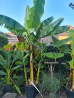 Musa Tibet, Tuin en Terras, Planten | Tuinplanten, Ophalen