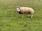 texel dekram, Dieren en Toebehoren, Schapen, Geiten en Varkens, Mannelijk, Schaap, 0 tot 2 jaar