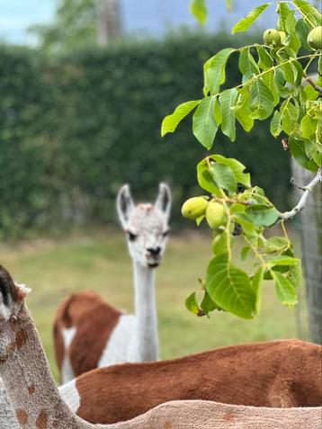 Unieke bonte alpaca merrie me bruin hengstveulen aan de voet beschikbaar voor biedingen