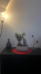 Bonjour, Ontspanningsmassage