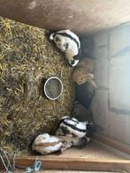 konijnen, Dieren en Toebehoren, Meerdere dieren, Groot, 0 tot 2 jaar