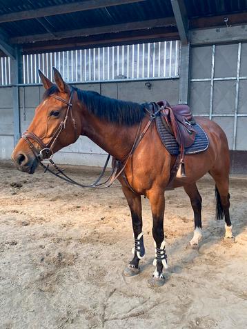 Paard te koop beschikbaar voor biedingen