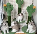 3 Krabpalen voor Katten Cactus Krabpaal 58 x 33cmx3 stuks, Dieren en Toebehoren, Ophalen of Verzenden, Nieuw, Krabpaal