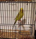 Pallid grasparkiet man, Dieren en Toebehoren, Vogels | Parkieten en Papegaaien