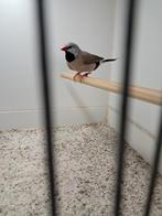 Spitstaartamadine man, Dieren en Toebehoren, Mannelijk, Tropenvogel, Geringd