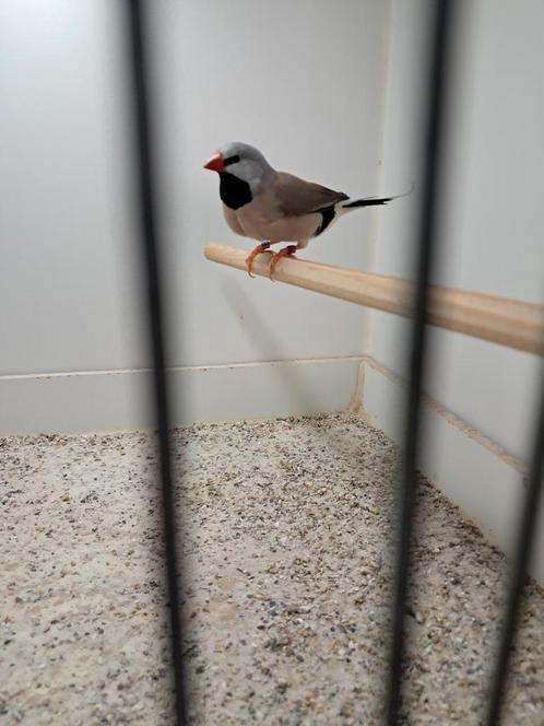Spitstaartamadine man, Dieren en Toebehoren, Vogels | Overige Vogels, Tropenvogel, Mannelijk, Geringd