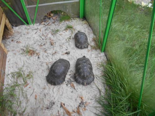 Te koop kweekgroep MARGINATA'S 2 vrouw 1 man gechipt en site, Dieren en Toebehoren, Reptielen en Amfibieën, Schildpad, 11 jaar of ouder