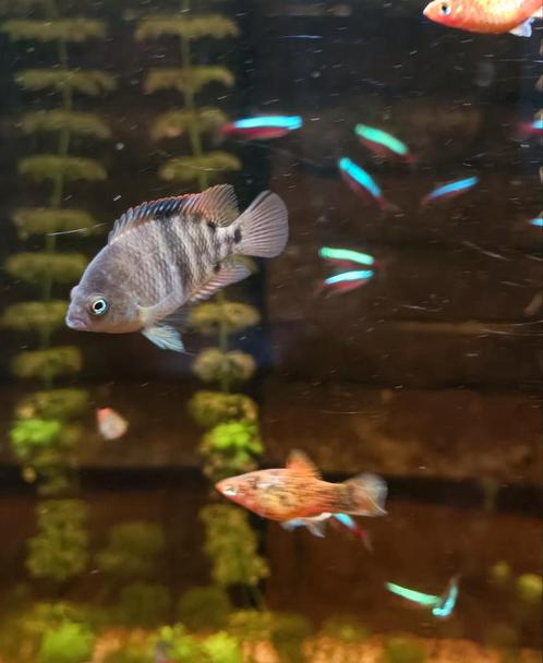Sajica cichlide. Een jonge vredelievende cichlide, Dieren en Toebehoren, Vissen | Aquariumvissen, Vis