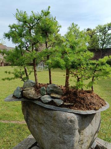 Larix bonsai bos 