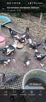 Eenden, Dieren en Toebehoren