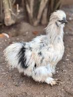 USA zijdehoen haan, Dieren en Toebehoren, Pluimvee