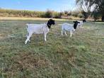 Zwaar stamboek dorper koppel 7-8 maand oud, Dieren en Toebehoren, Schapen, Geiten en Varkens