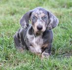 Teckel pups Blue merle-tan korthaar, België, Handelaar, CDV (hondenziekte), 8 tot 15 weken
