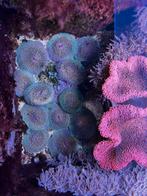 Fungia koraal 5cm, Zoutwatervis