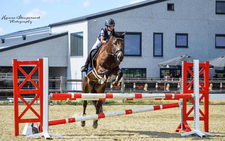 Gouden Connemara merrie (Dpony), Dieren en Toebehoren, Pony's, Merrie, D pony (1.37m tot 1.48m), Springpony, 11 jaar of ouder