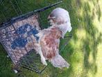 Brahma blauw zalm hennen, Dieren en Toebehoren, Pluimvee, Vrouwelijk, Kip
